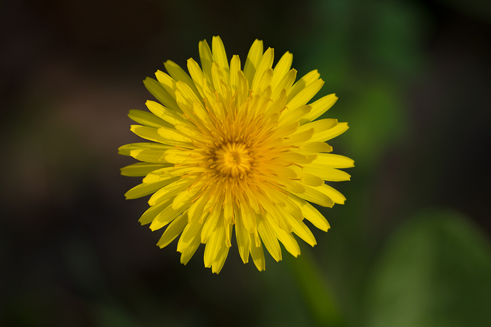 Paardenbloem