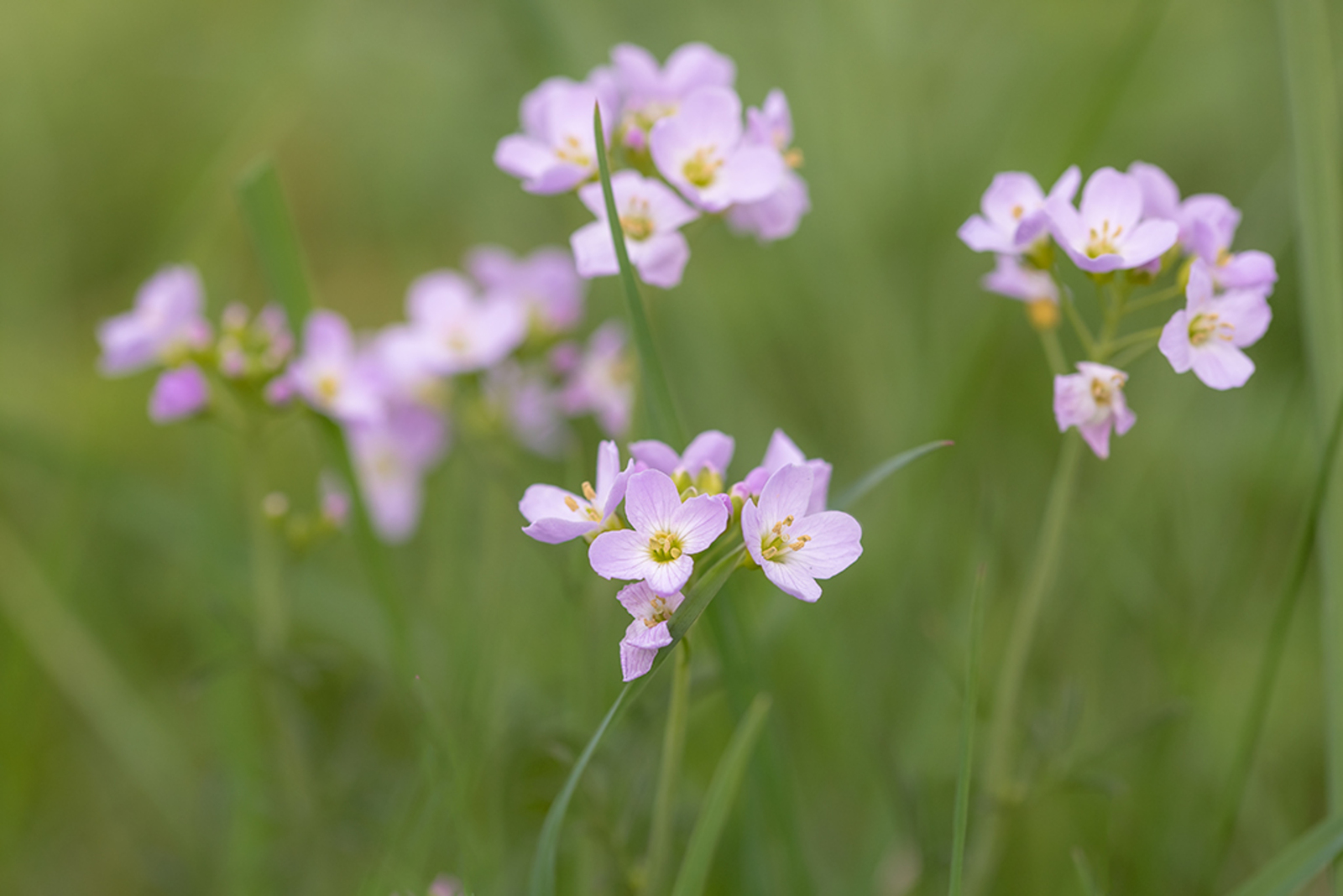 Pinksterbloem