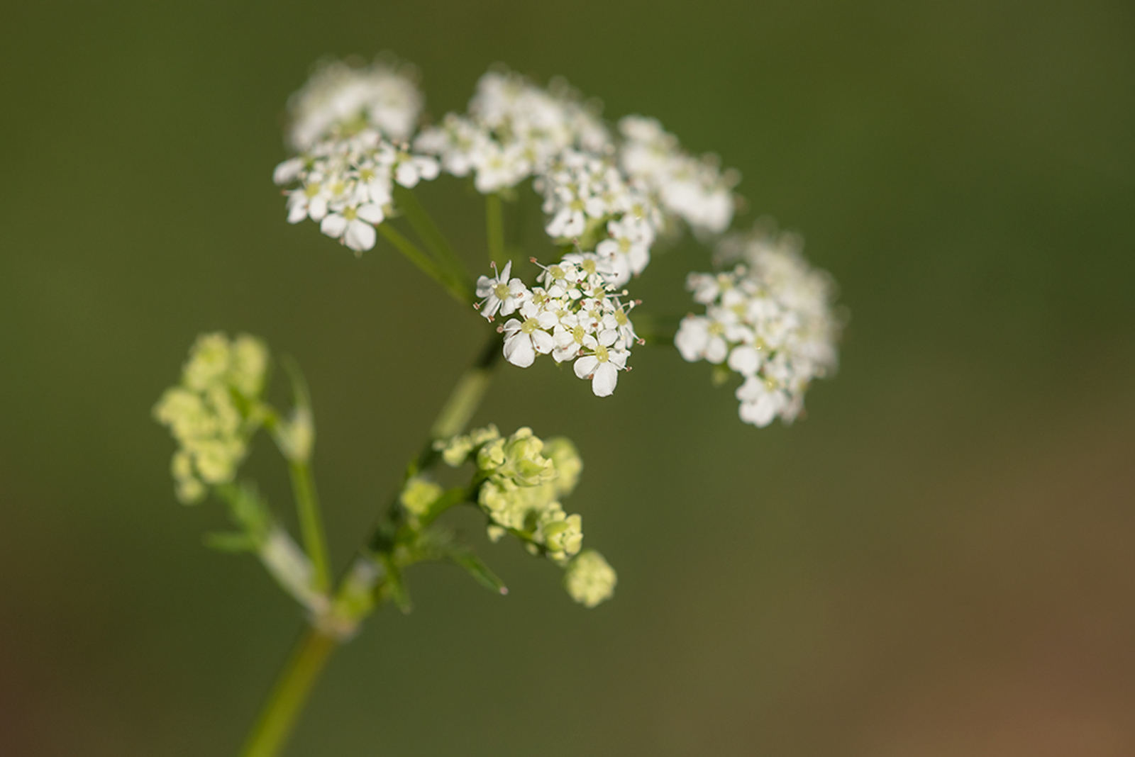 Fluitenkruid