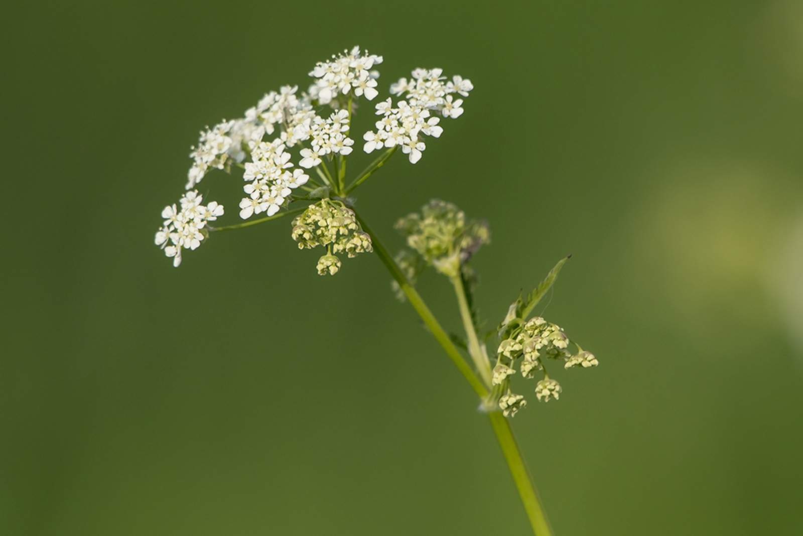 Fluitenkruid