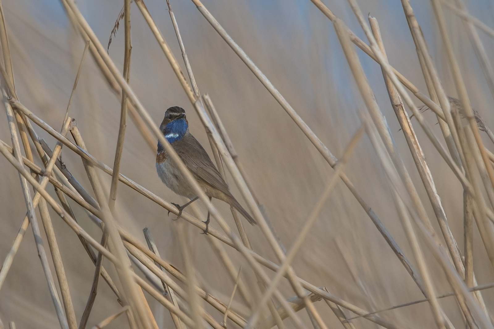 Blauwborst