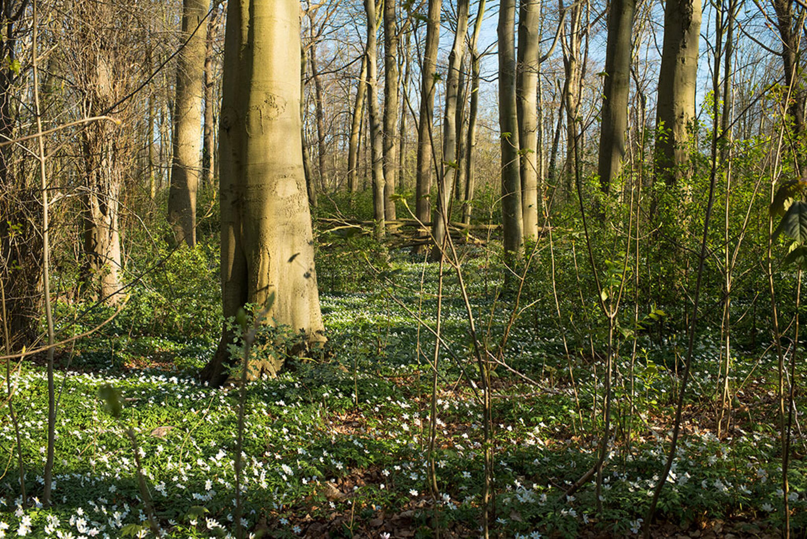Haagse Bos