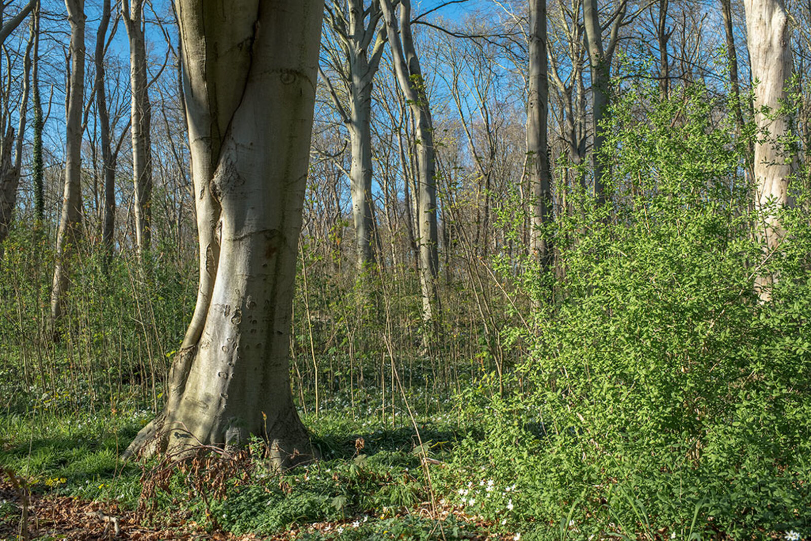 Haagse Bos