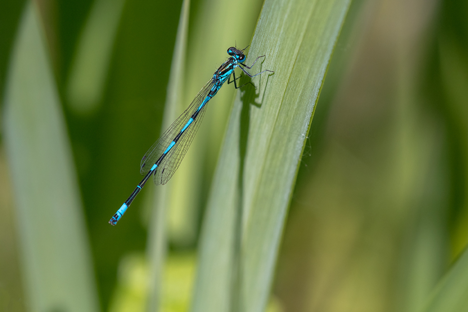 Variabele Waterjuffer