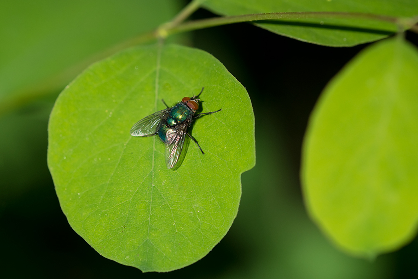 Lucilia sericata