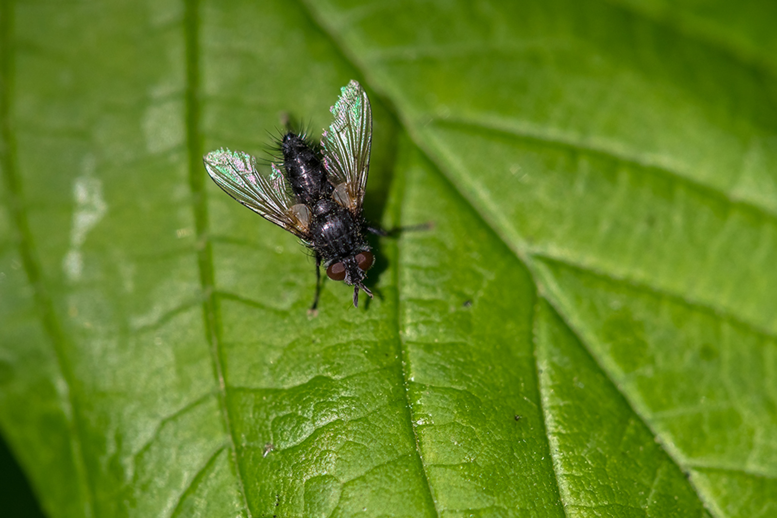 Phorocera obscura