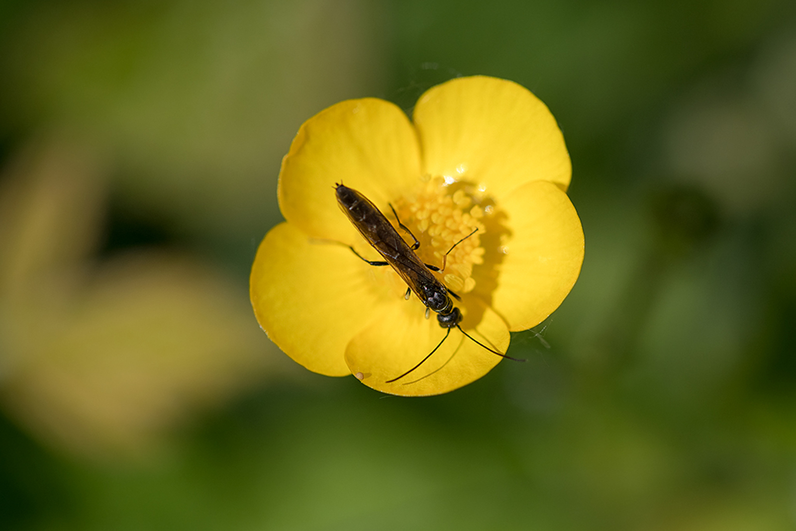 Halmwesp sp.