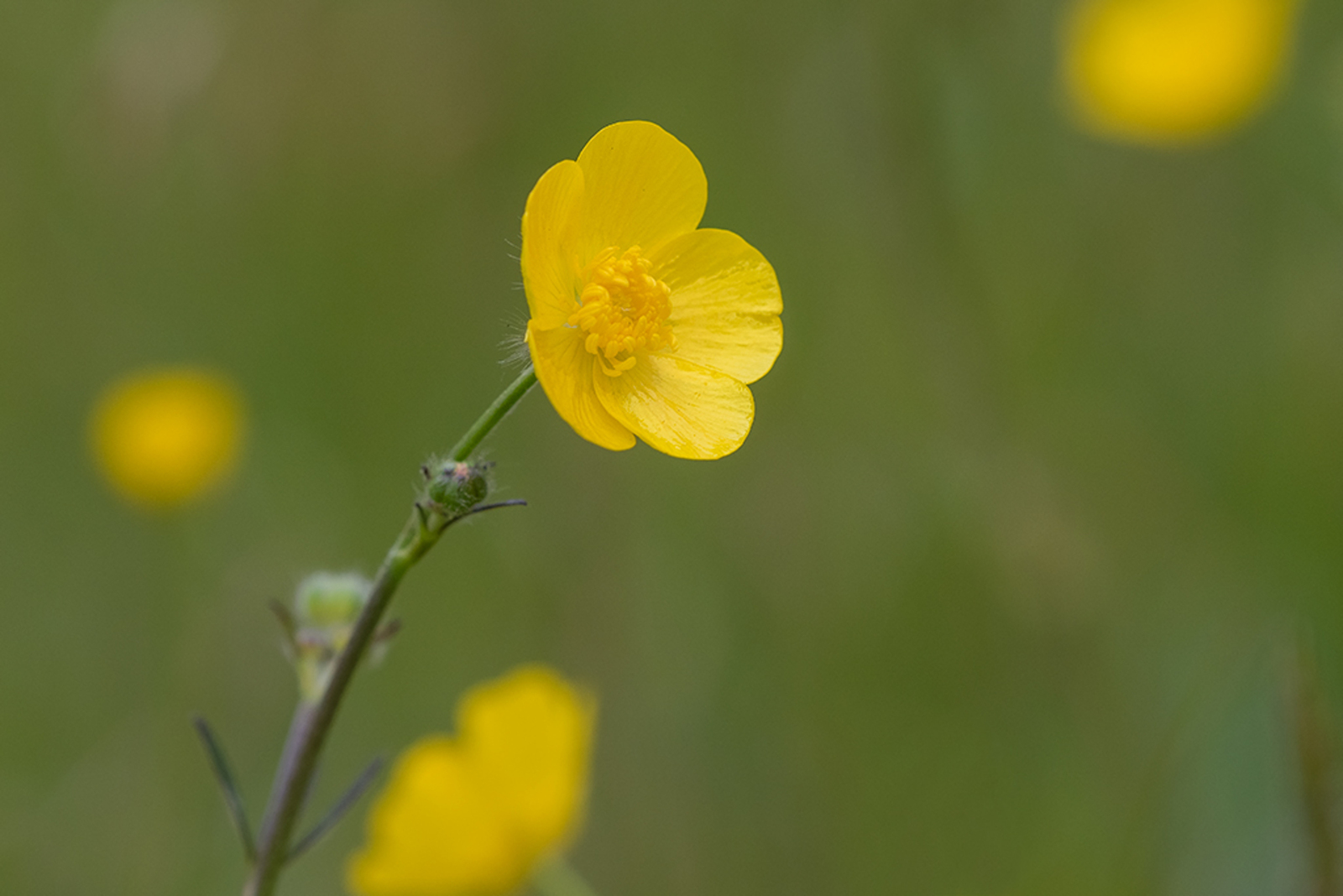 Scherpe Boterbloem 