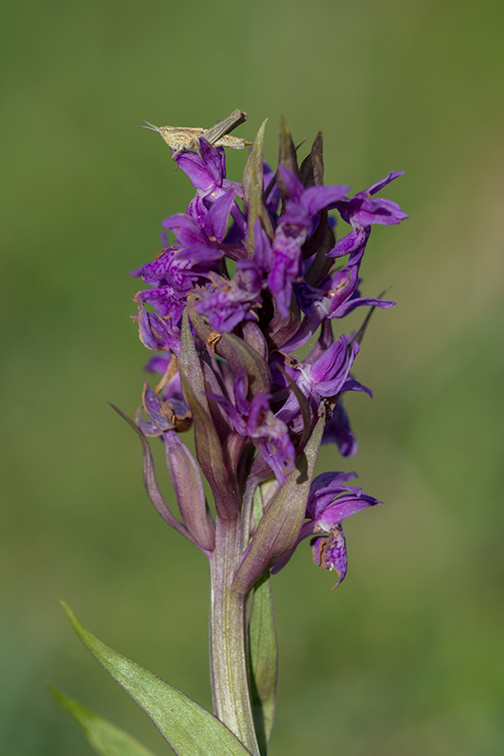 Brede Orchis