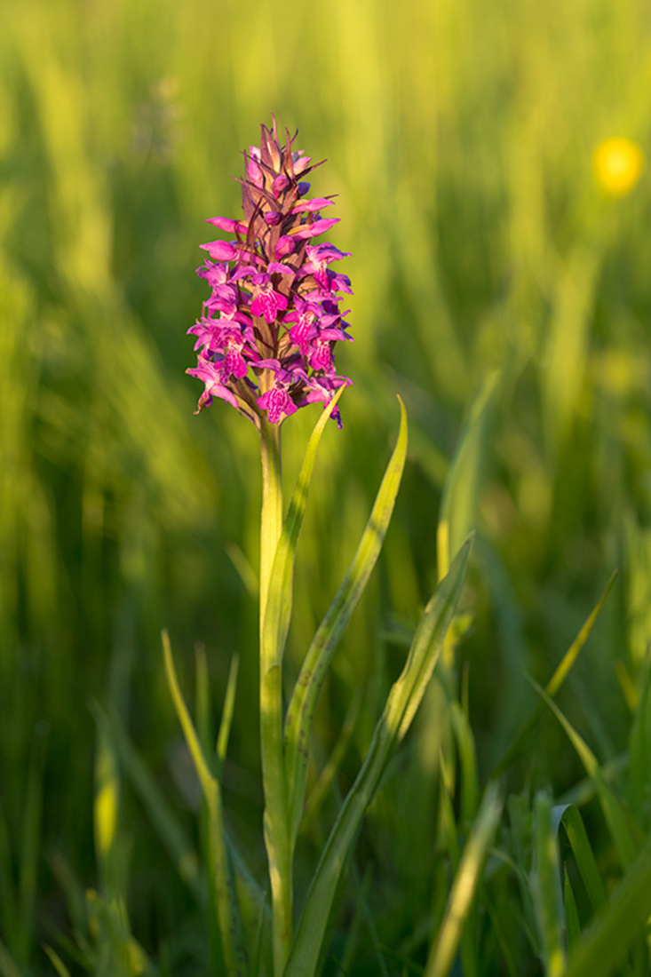 Gevlekte Rietorchis