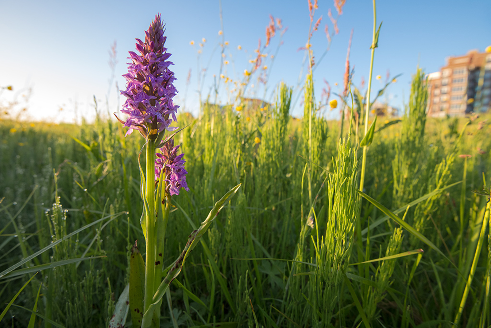 Brede Orchis