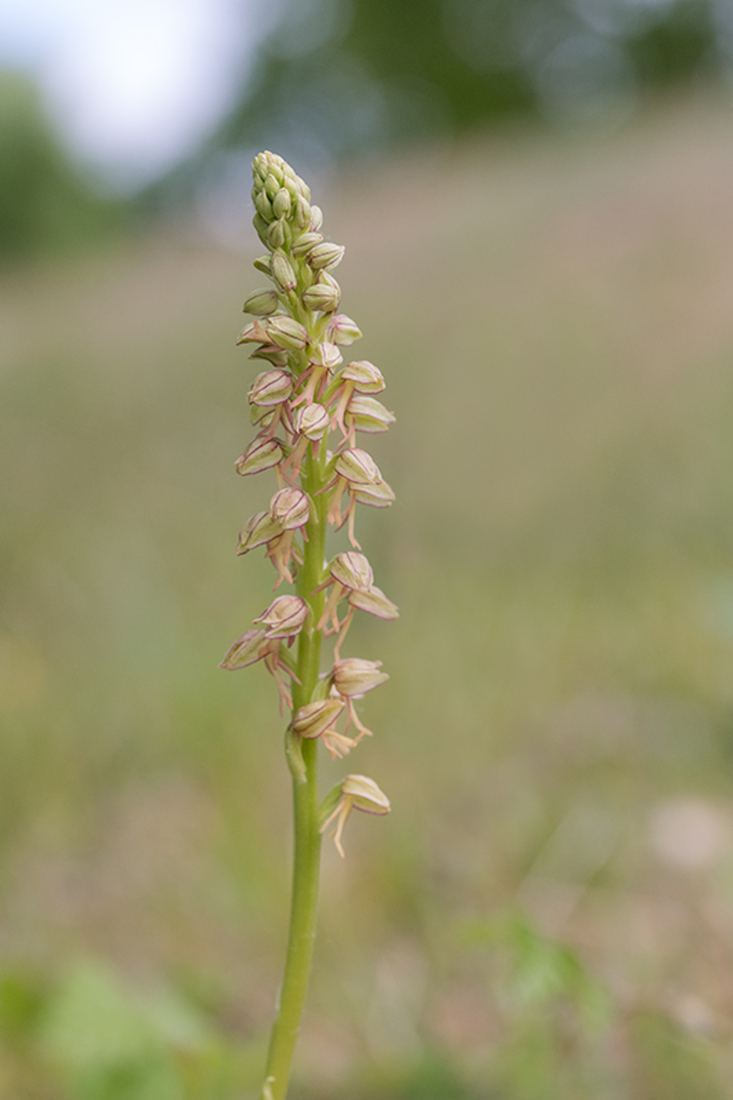 Poppenorchis