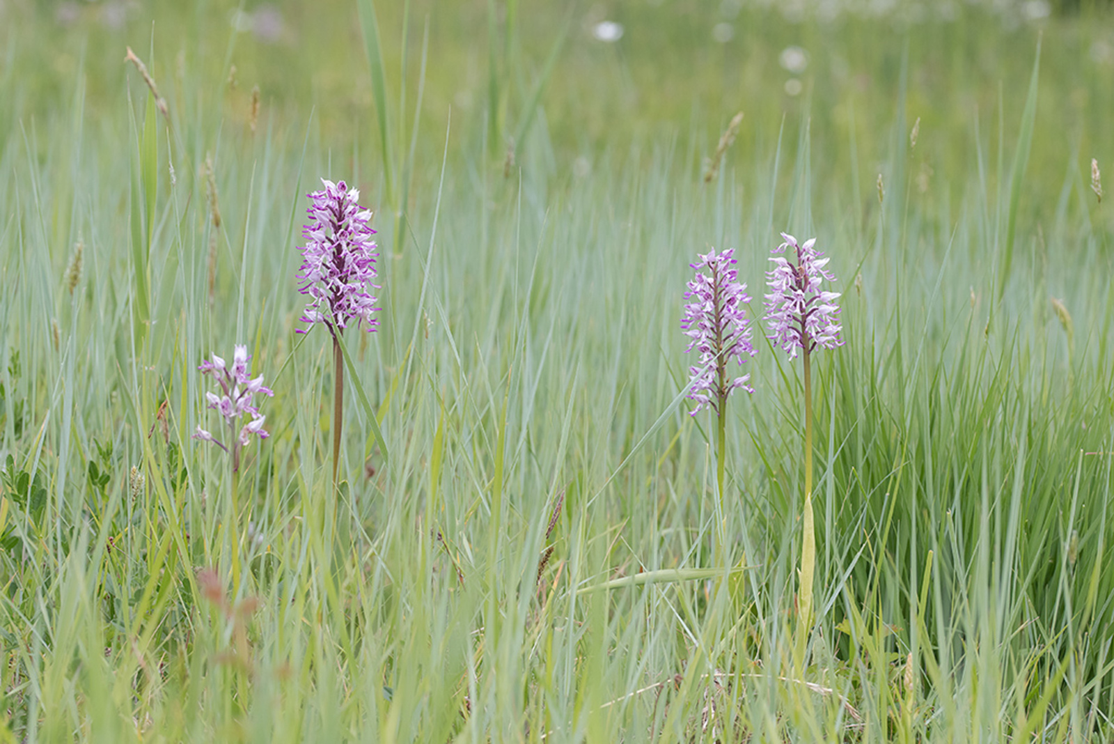 Aapjesorchis