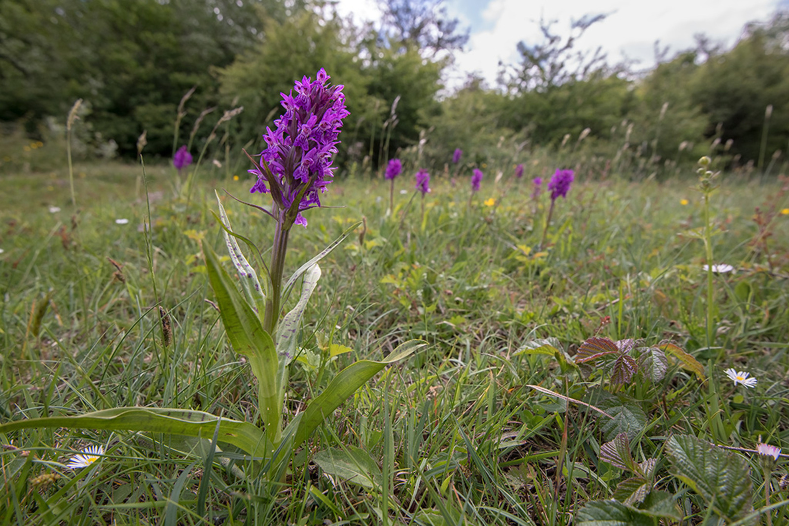 Brede Orchis