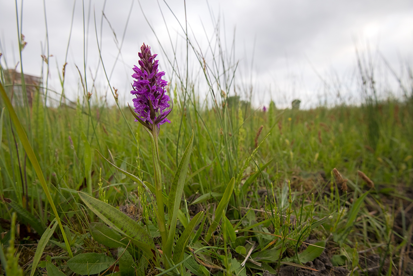 Brede Orchis