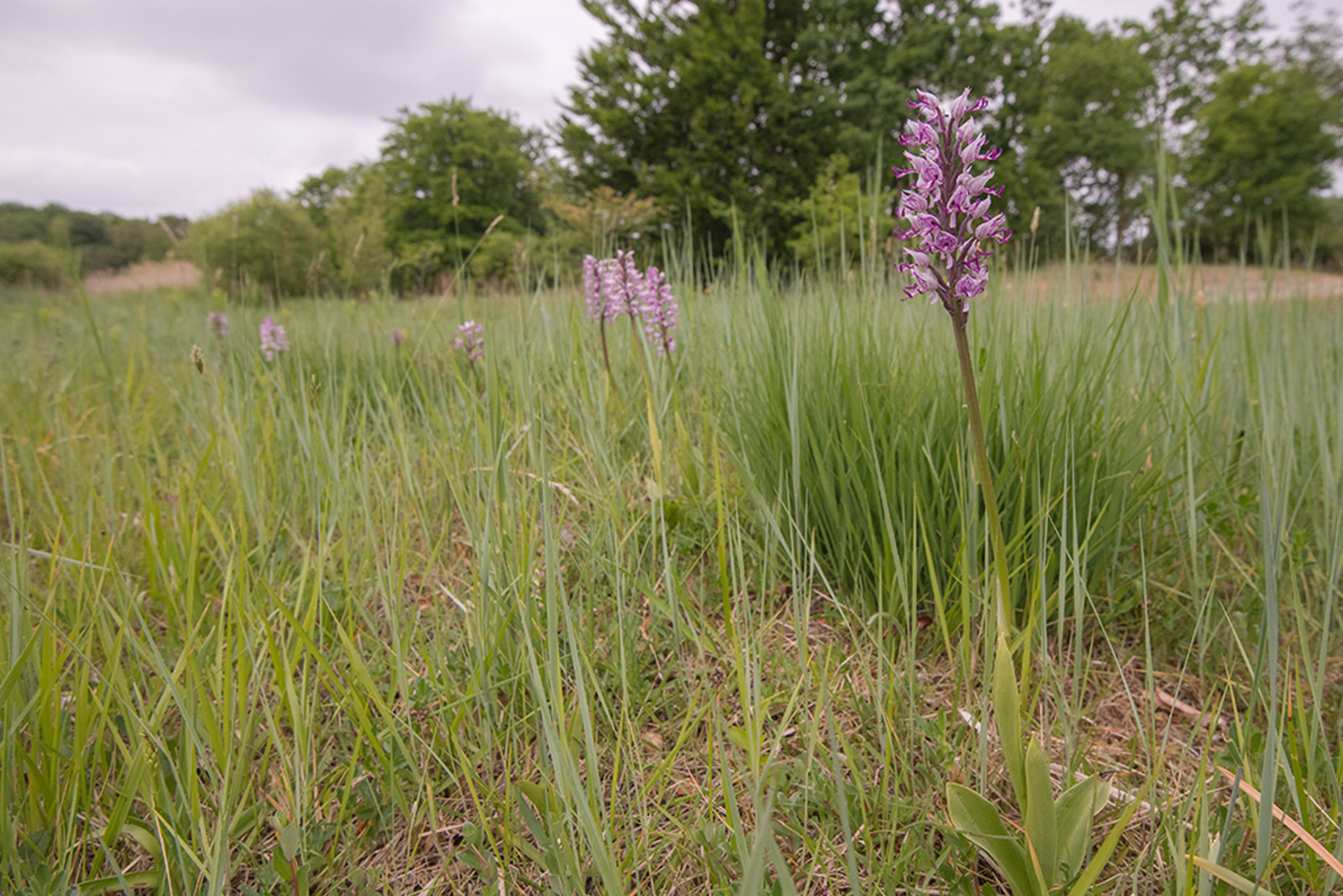 Aapjesorchis