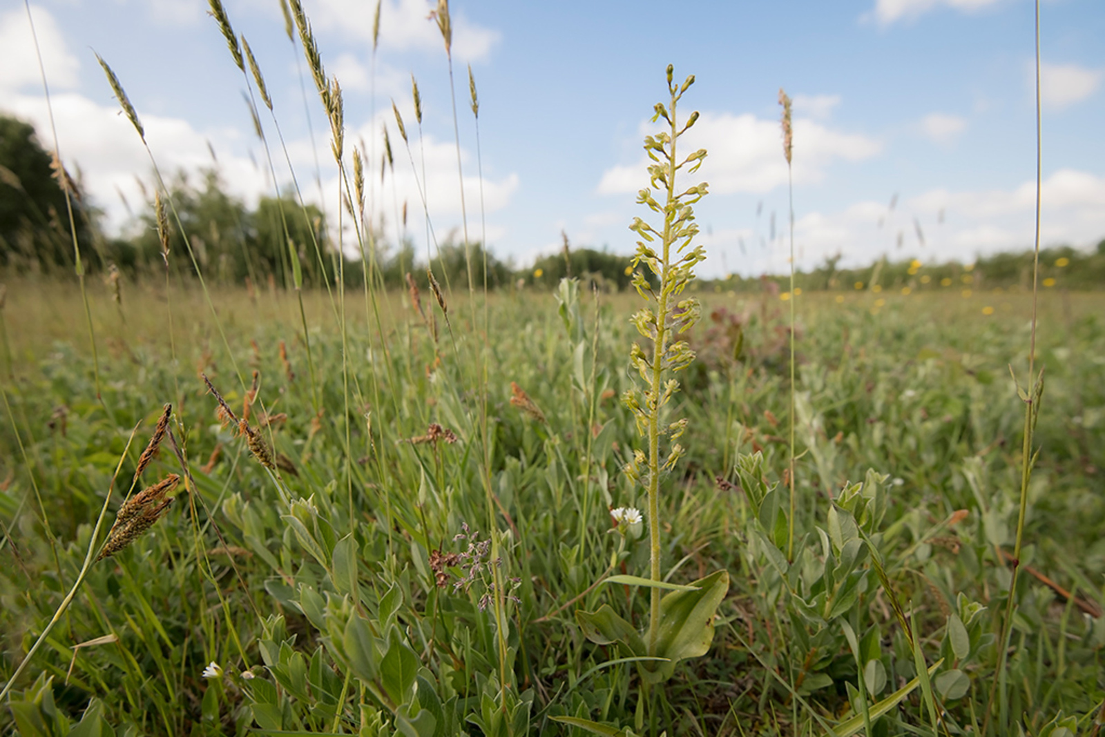 Grote Keverorchis