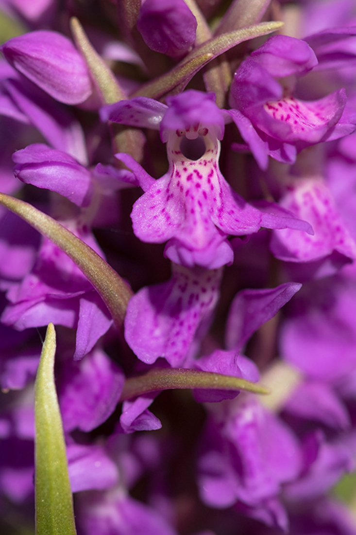 Gewone Rietorchis