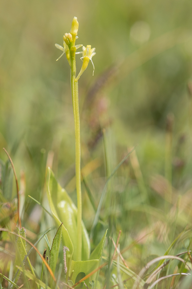 Groenknolorchis