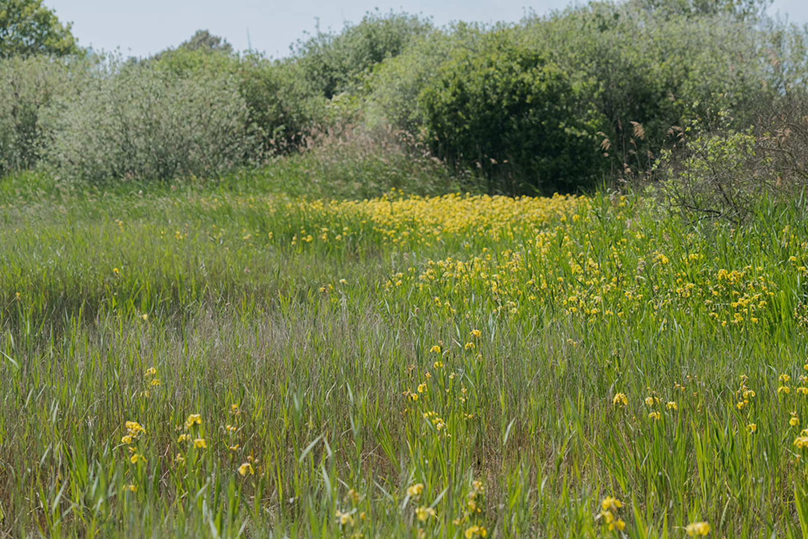 Kapittelduinen
