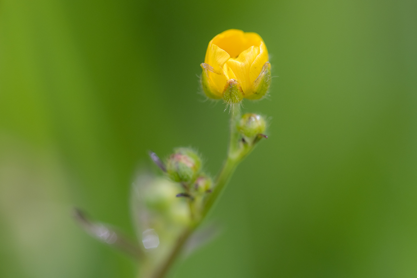 Scherpe Boterbloem