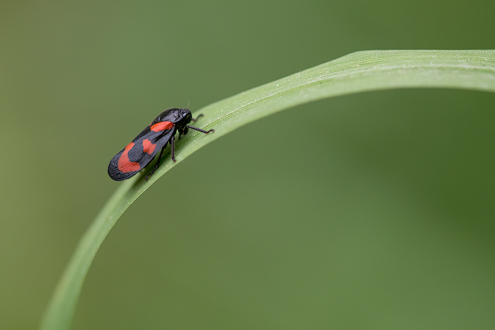 Bloedcicade