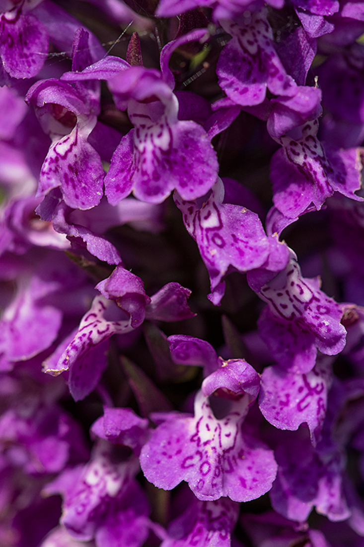 Rietorchis sp.