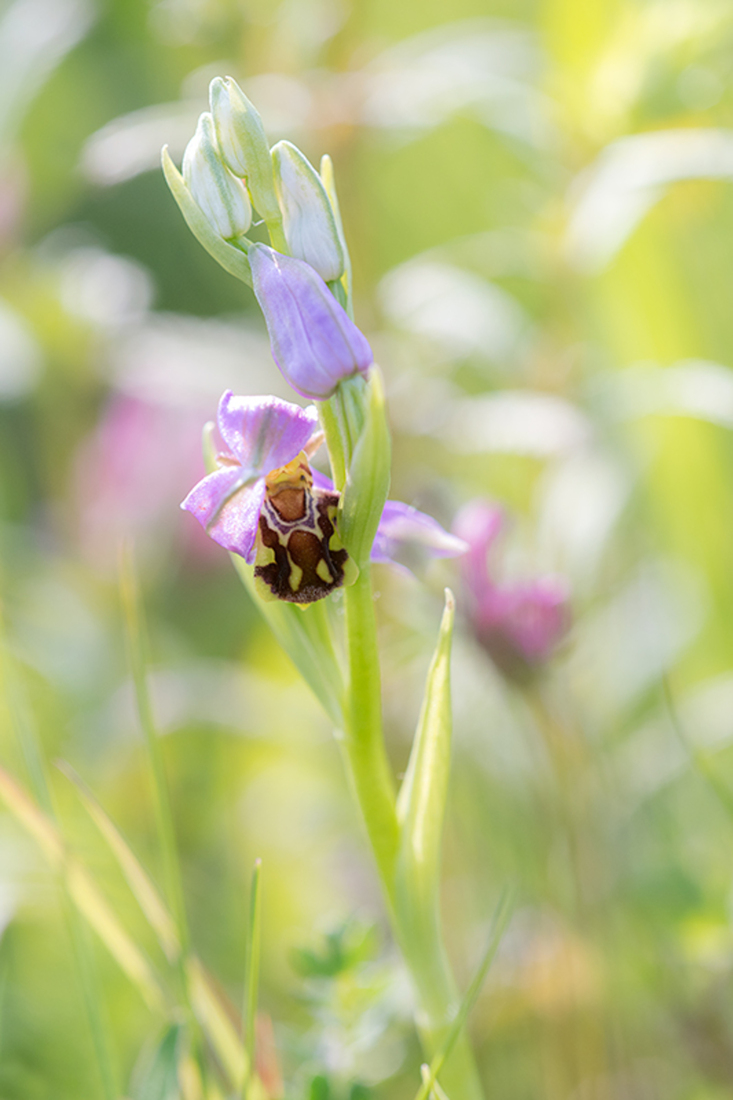 Bijenorchis