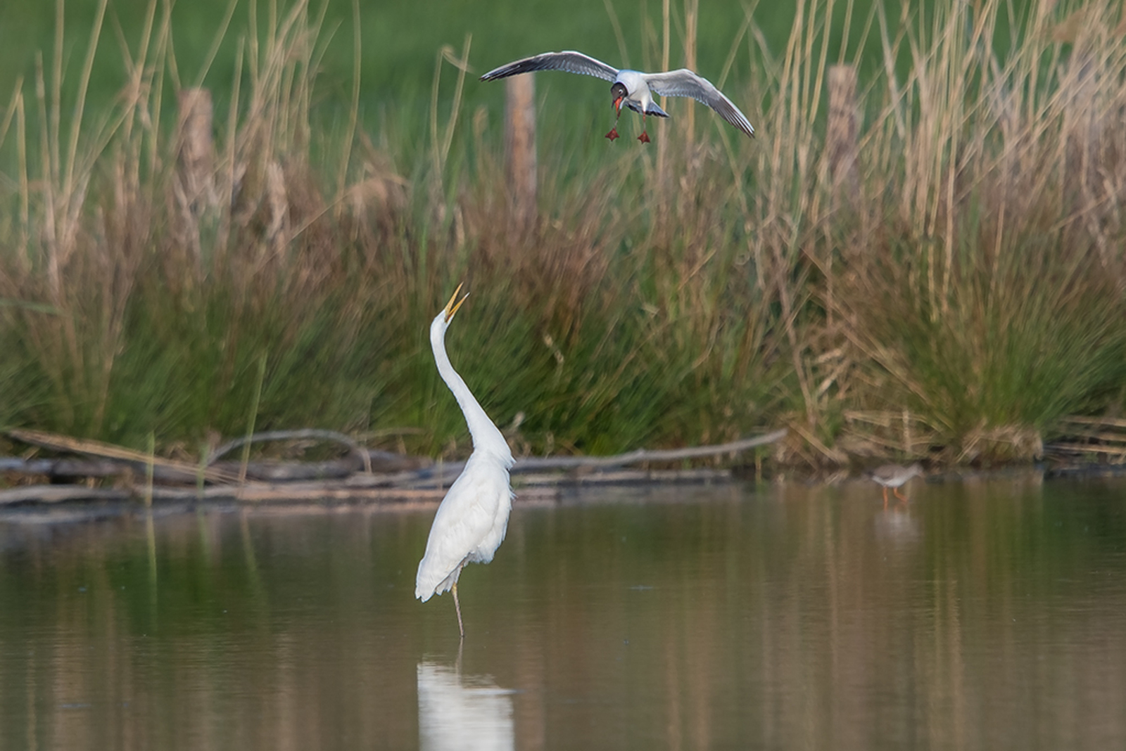 Grote Zilverreiger