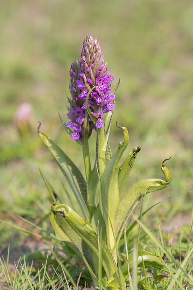 Gevlekte Rietorchis