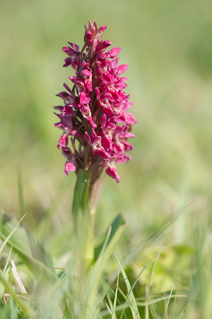 Steenrode Orchis