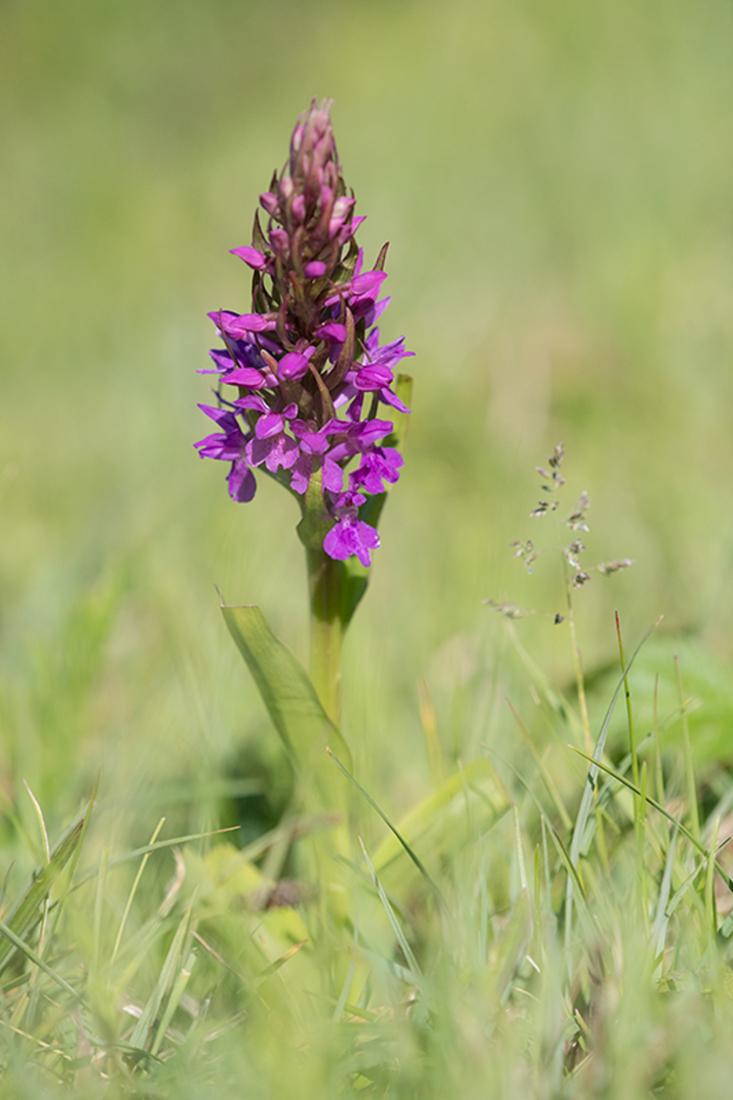 Gewone Rietorchis