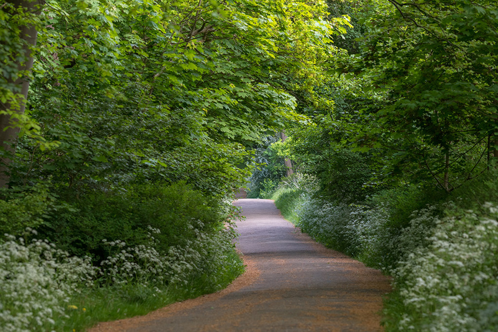 Scheveningsche Boschjes
