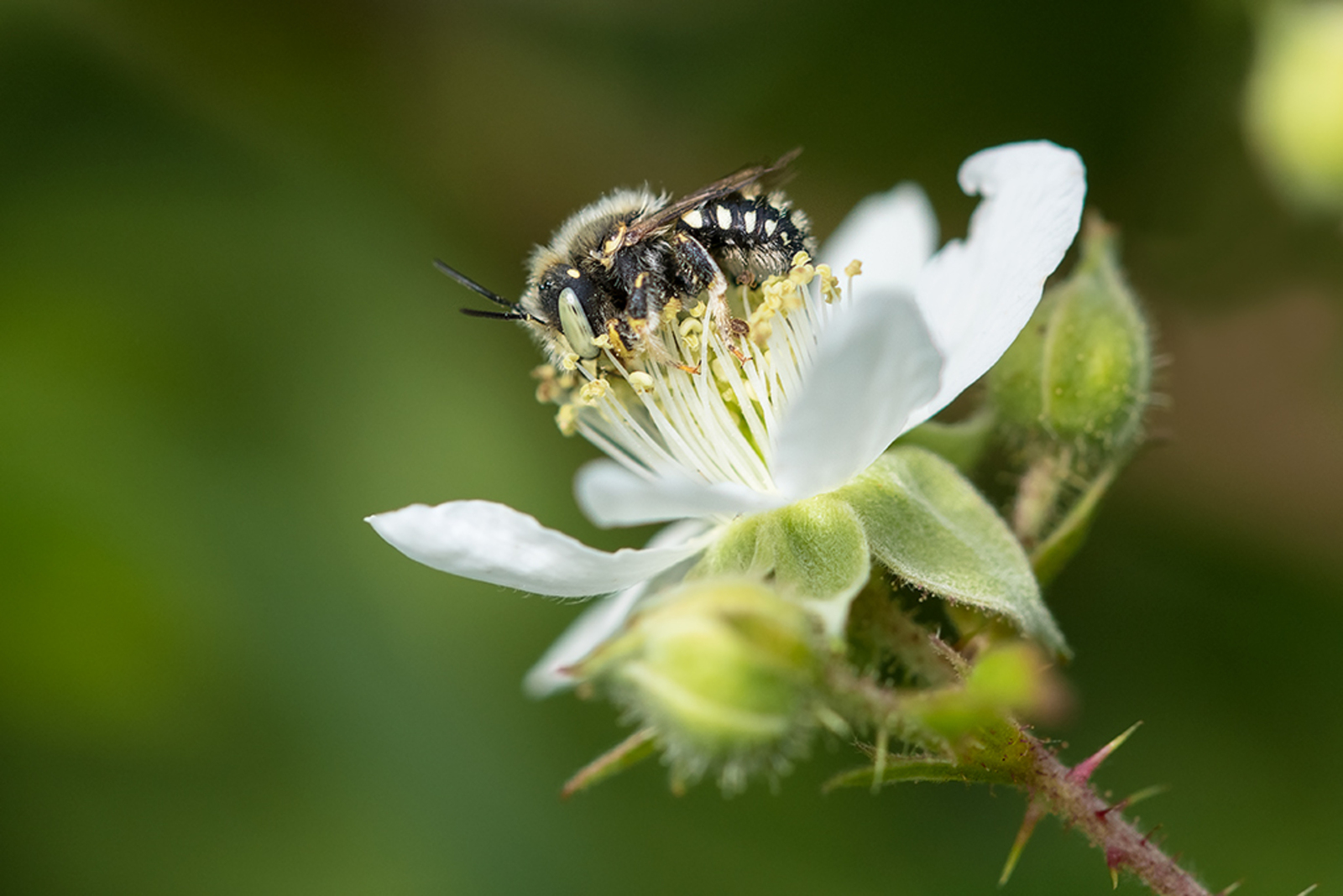 Kleine Wolbij