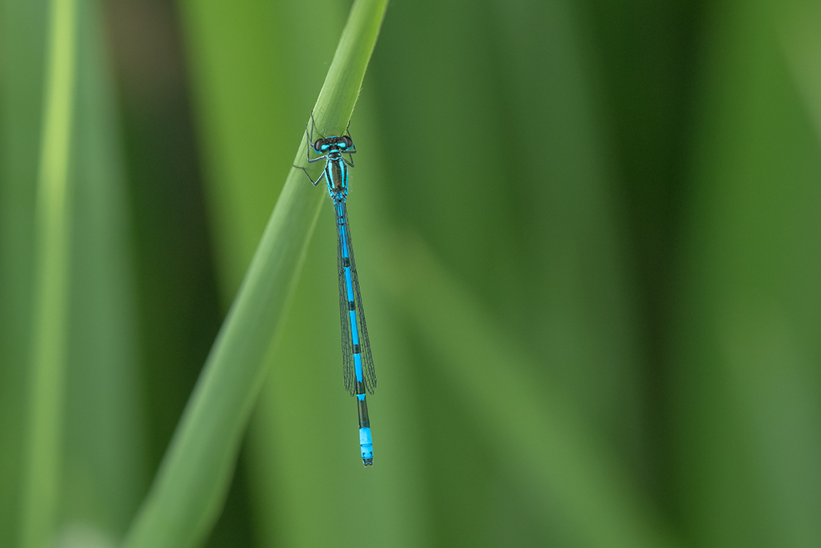 Azuurwaterjuffer