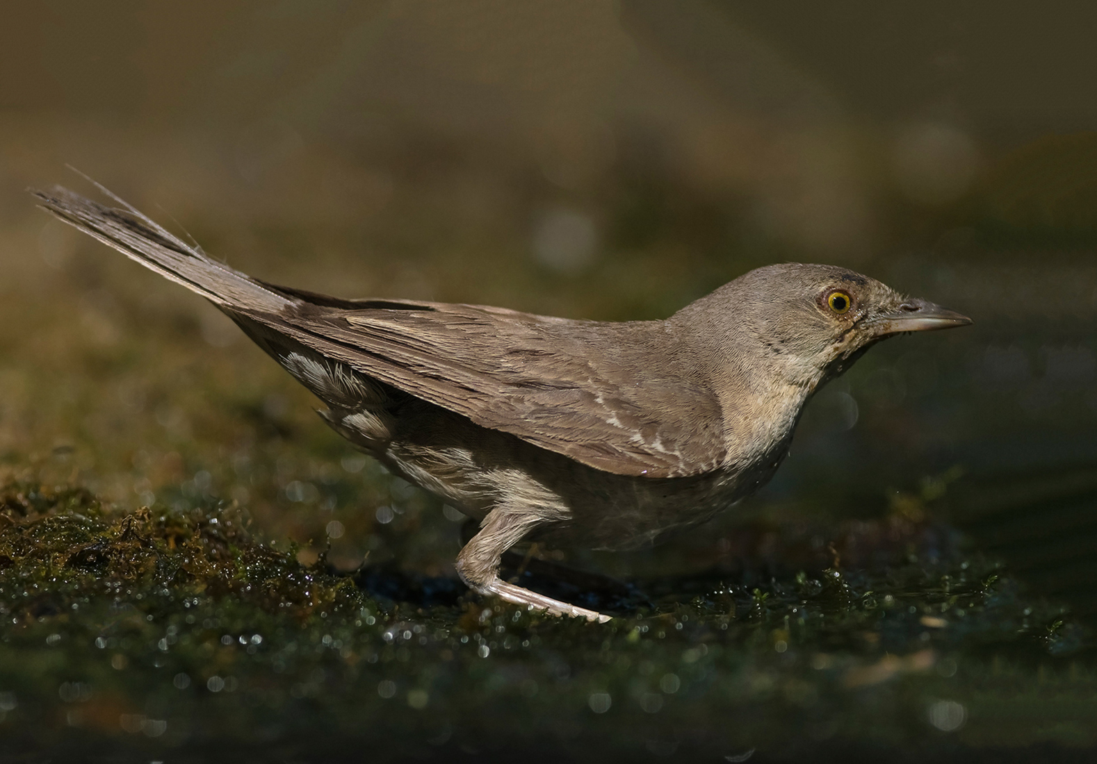 Sperwergrasmus