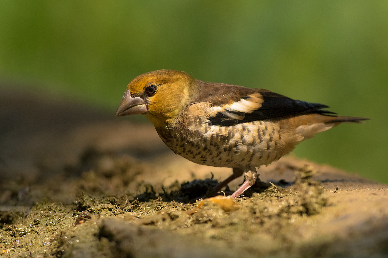Appelvink