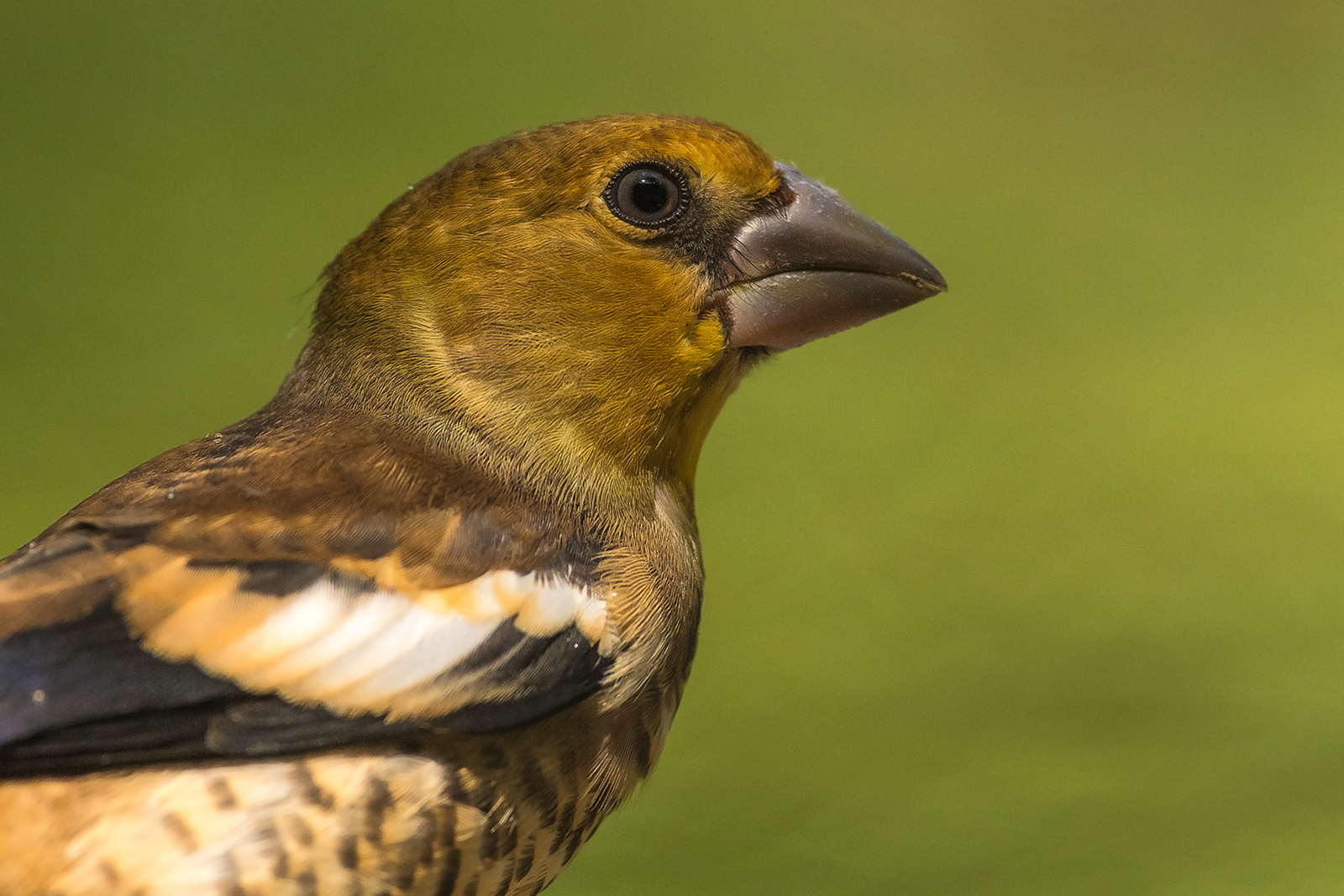 Appelvink