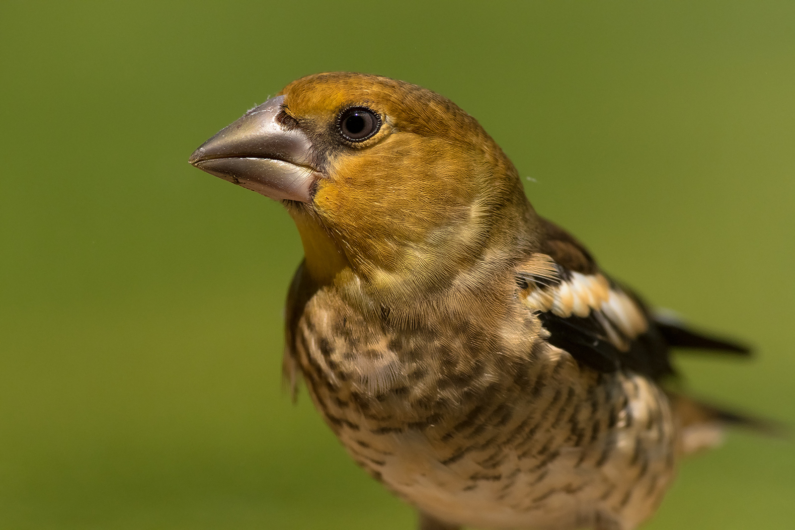 Appelvink