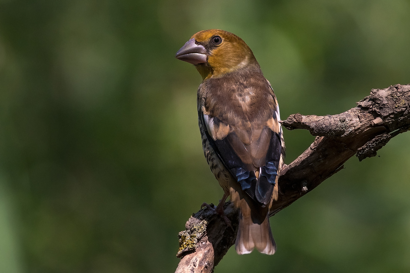 Appelvink