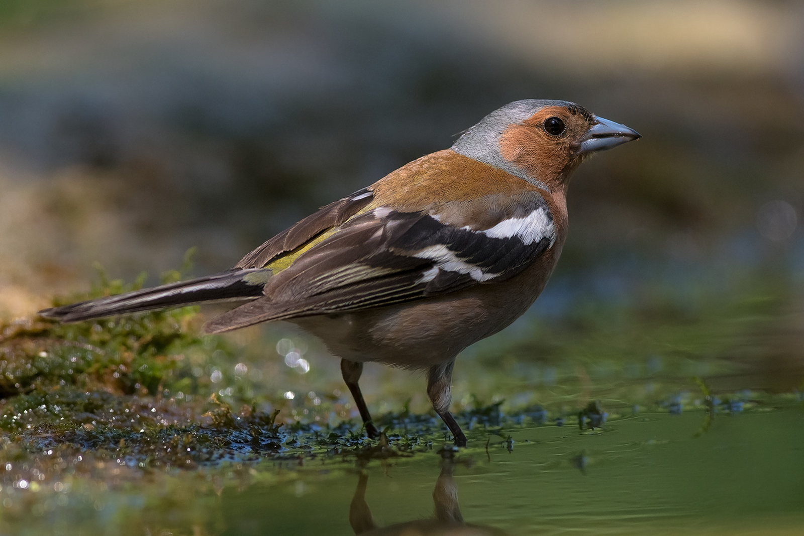 Vink