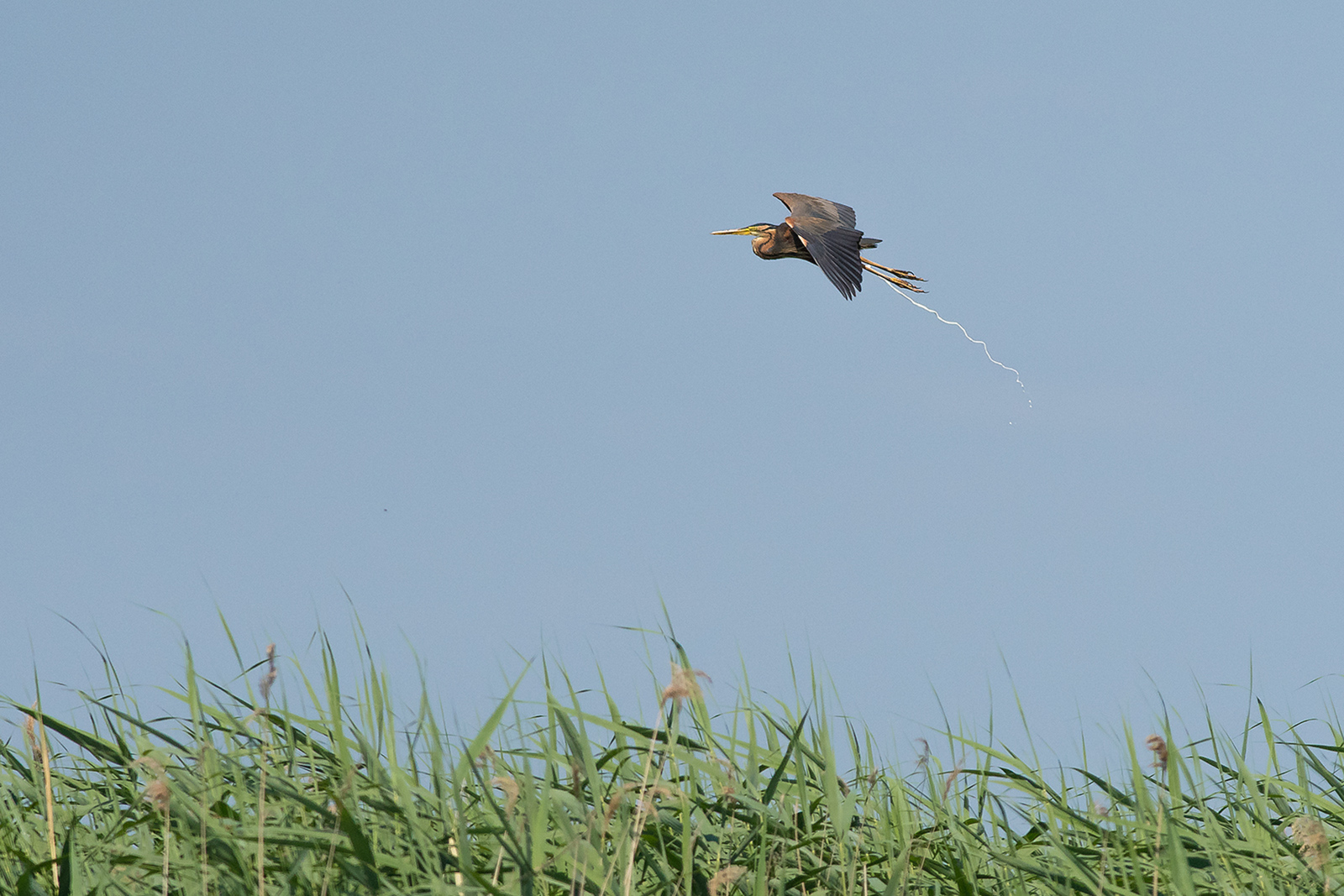 Purperreiger