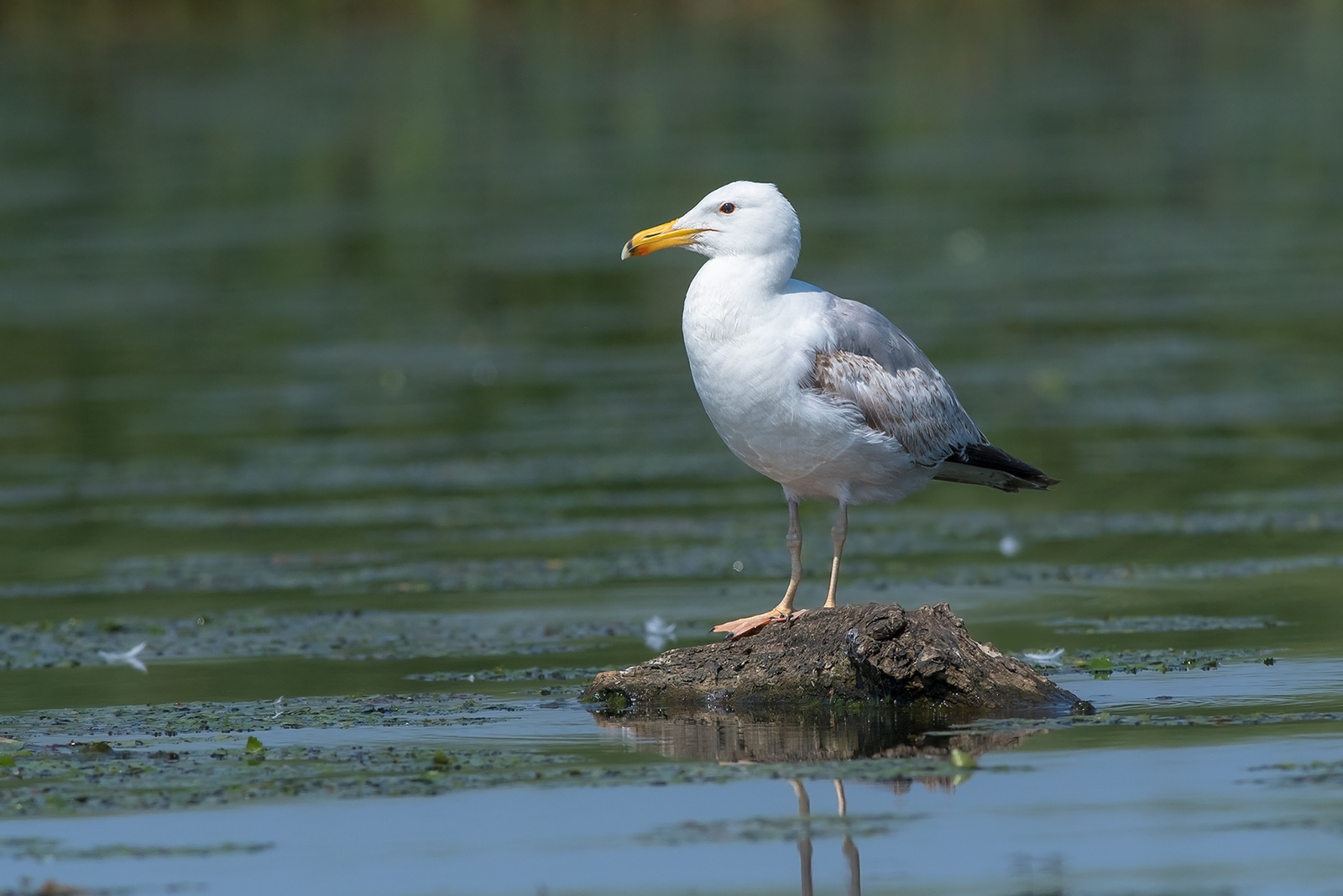 Pontische Meeuw