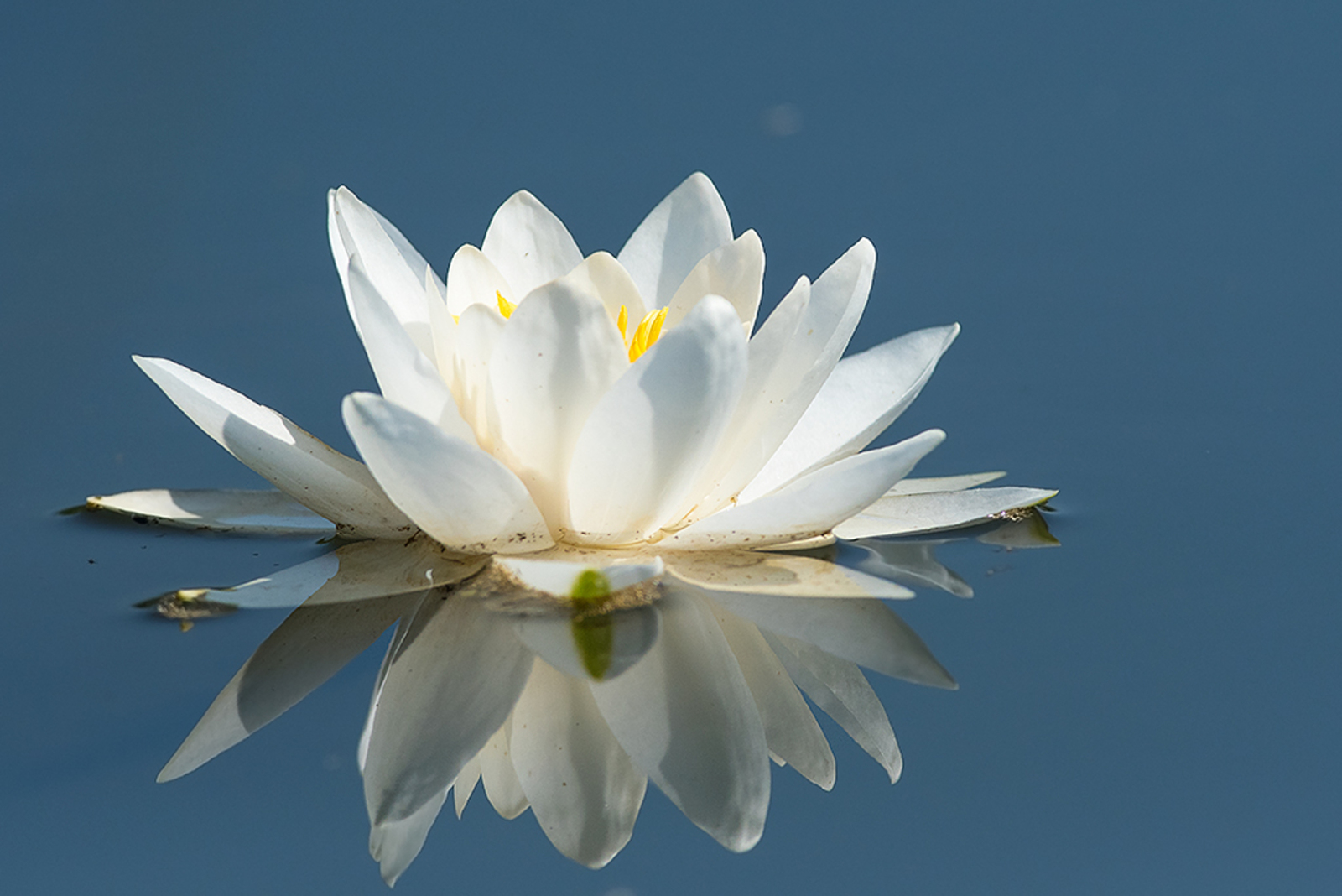 Witte Waterlelie