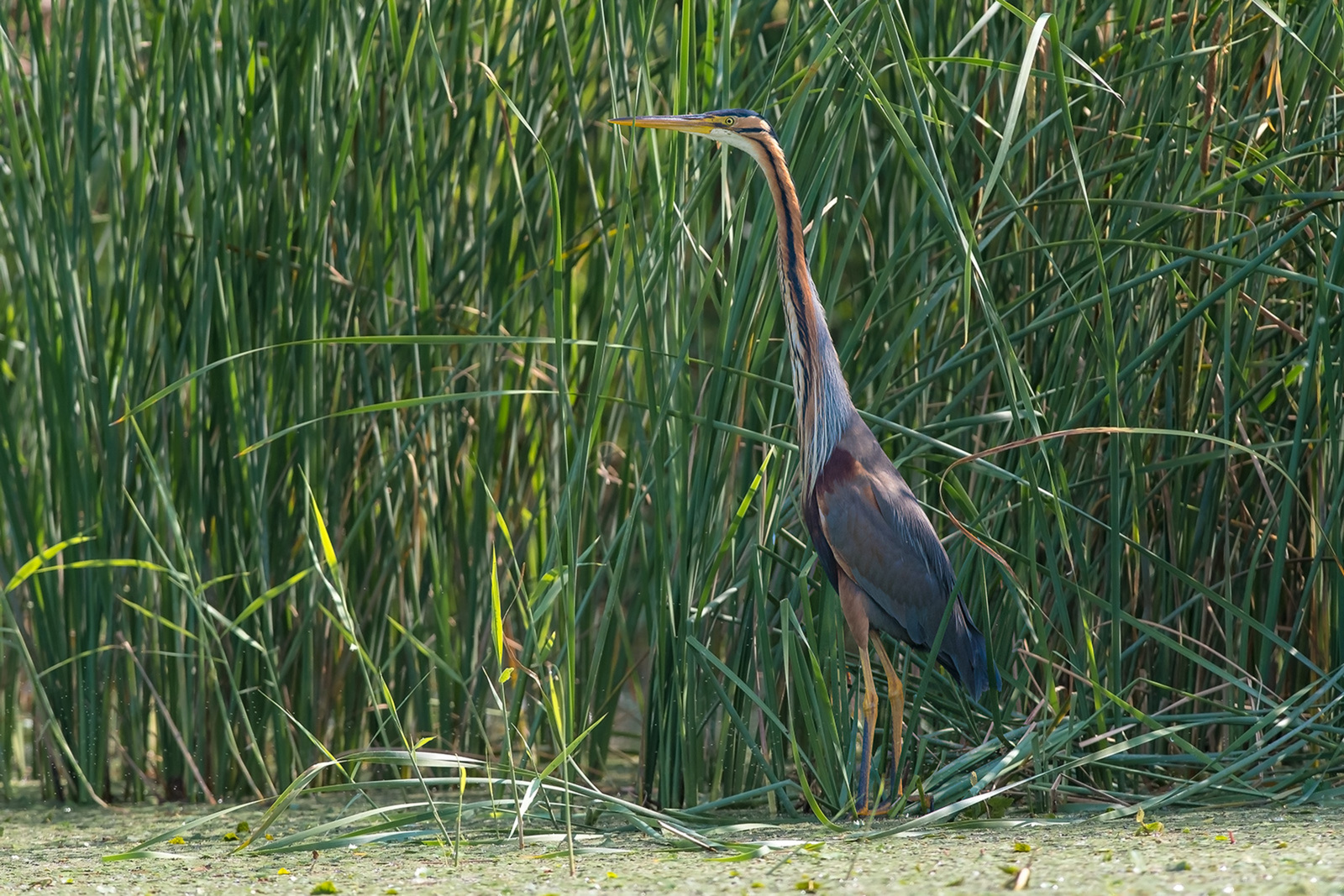 Purperreiger