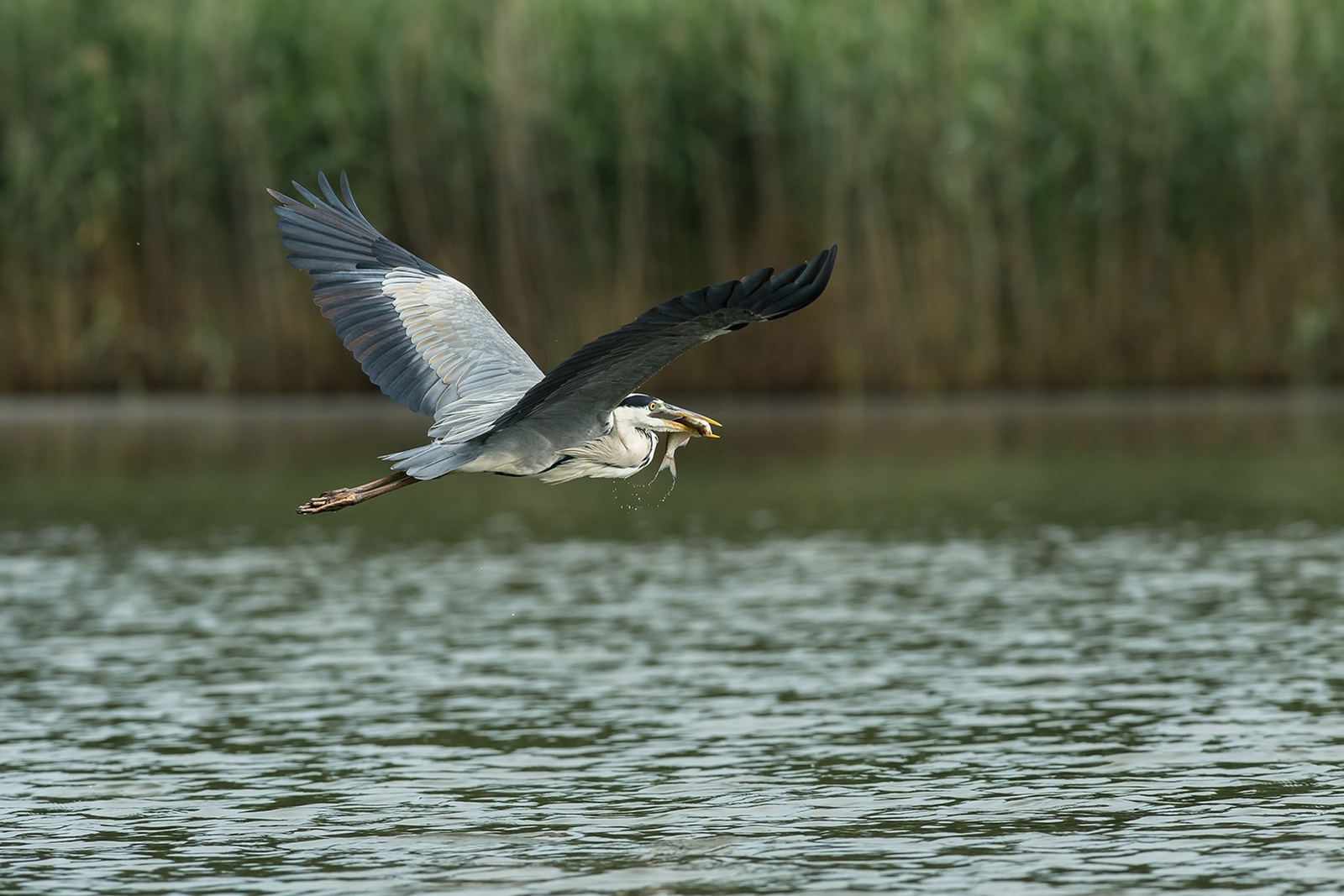 Blauwe Reiger