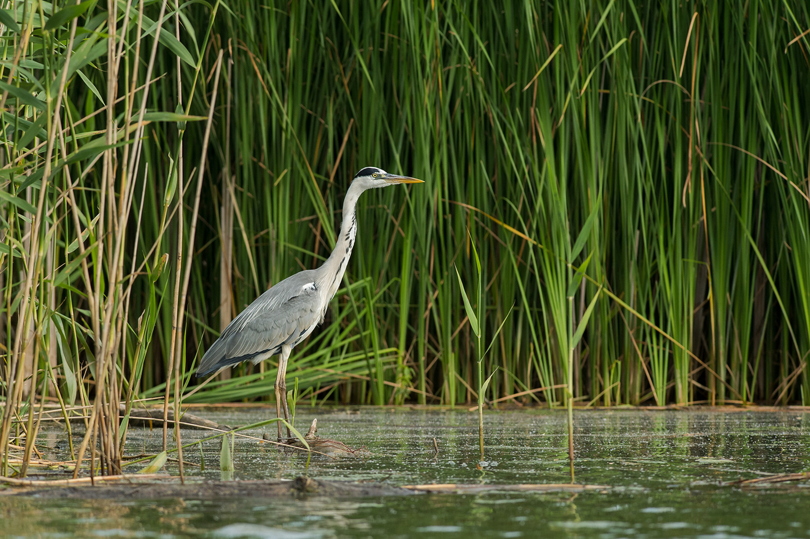 Blauwe Reiger