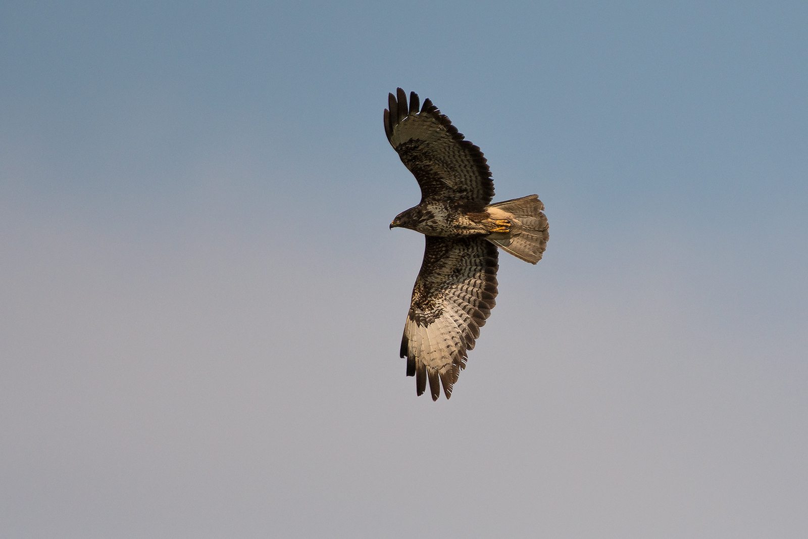Buizerd