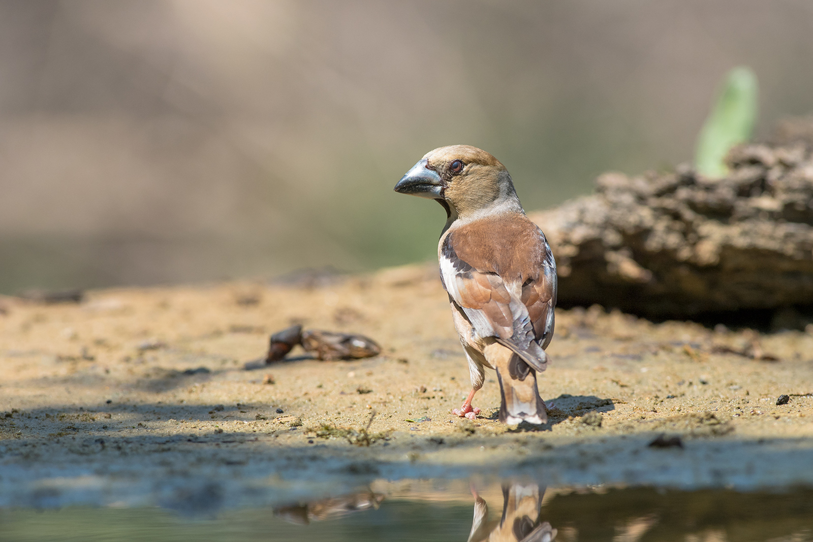 Appelvink 