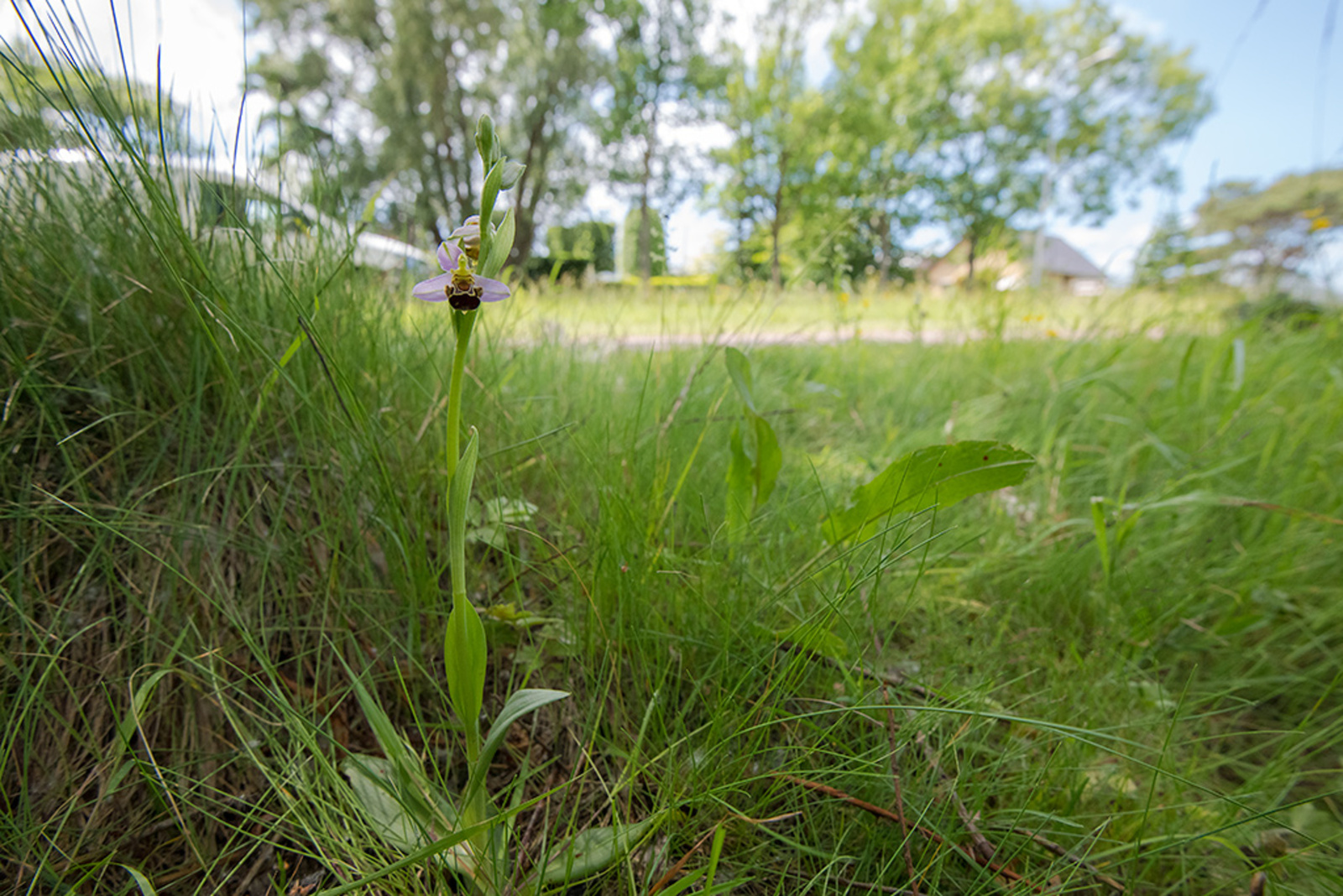 Bijenorchis